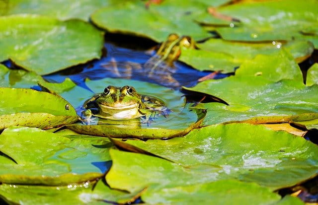 Frog Round