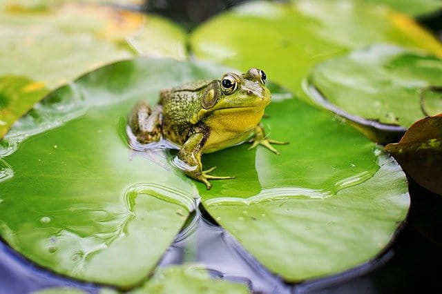 frog in pond